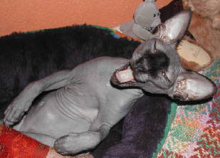 Baggins, sphinx noir  Mme Coda